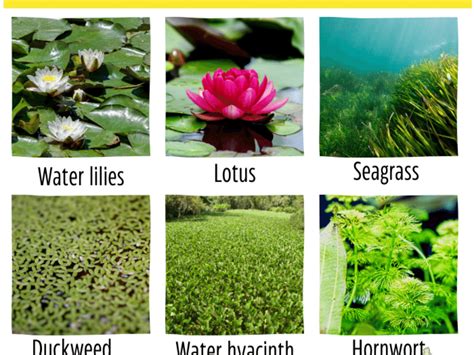 +50 AQUATIC PLANTS: Names and Characteristics .